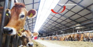 HSV EPP für Tageslichtelemente im Agribusiness